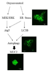 OXY-Induced autophagy via the ER Stress signaling and stimulation of MUC2 synthesis by OXY-Induced autophagy in human LS 174T goblet cells