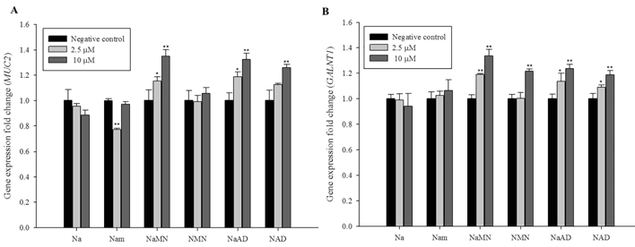 MUC2 and GALNT1 expression levels after treatment with NAD+-related metabolites. MUC2 (A) and GALNT1 (B) mRNA expression levels. Each value represents the mean ± SD of three independent experiments performed in triplicate. *p < 0.05 and **p < 0.01, Student’s t-test, compared with the negative control