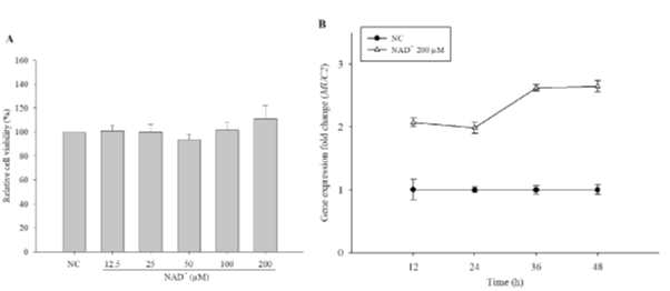 Effect of exogenous NAD+ on the viability of LS 174T goblet cells and expression level of MUC2 by time. Cytotoxicity was measured by MTT assay (A). Expression level of MUC2 in 200 μM NAD+-treated cells was measured by qPCR (B). The data are expressed as the mean ± SD of three independent experiments performed in triplicate