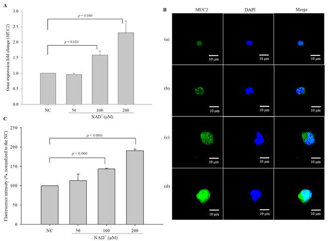 Stimulatory effect of exogenous NAD+ on MUC2 expression in LS 174T goblet cells. The mRNA expression levels (A) and intracellular MUC2 protein levels (B) were measured by qPCR and ICC (600×), respectively, and the intensity of fluorescence was quantified (C). (a) Negative control, (b) 50 μM NAD+, (c) 100 μM NAD+, (d) 200 μM NAD+. The data are expressed as the mean ± SD of three independent experiments performed in triplicate