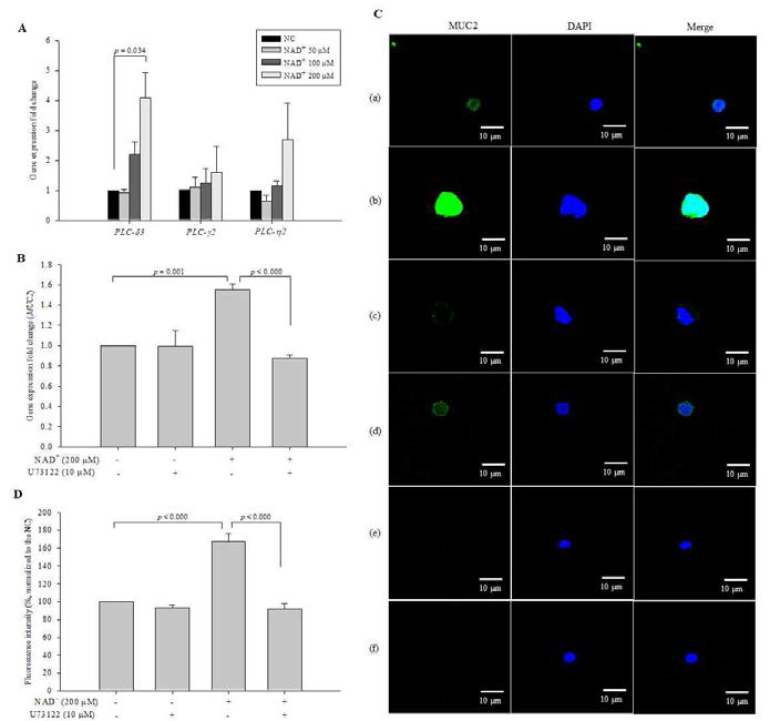 PLC-δ3 involvement in the pathway of NAD+-mediated stimulation of MUC2 expression. (A) The expression levels of PLC variants were detected by qPCR. U73122 was used to inhibit PLC-δ, and MUC2 expression was observed at the gene level (B) and at the protein level using ICC (magnification 600×) (C). To clarify that the secondary antibodies were not affected the generation of fluorescence signal, the preparations of the negative control and 200 μM NAD+-treated cells were created by omitting the primary antibody. (a) Negative control, (b) 200 μM NAD+, (c) 10 μM U73122, (d) 200 μM NAD+ and 10 μM U73122, (e) negative control without the primary antibody, (f) 200 μM NAD+ without the primary antibody. The fluorescence intensity was quantified (D). The data are expressed as the mean ± SD of three independent experiments performed in triplicate