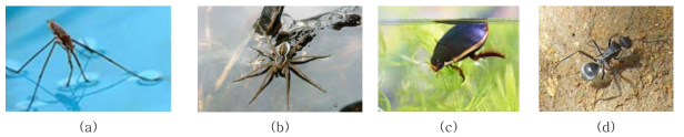 물의 진동을 이용하는 생물. (a) 소금쟁이 (c) fishing spider (b) 물방개 (d) 물개미