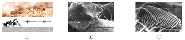 개미의 진동 감각기관[9] (a) 진동을 감지하는 개미 (b) 개미의 더듬이 (c) 개미의 다리