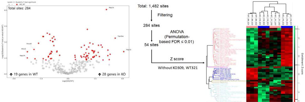 Slc25a17 결손에 따른 고환 조직 내 인-단백질체 분석