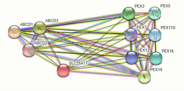 사람의 Slc25a17 단백질의 기능과 연관된 단백질군 (interactome study)