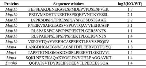 고환 조직 내 Slc25a17 결손으로 인해 인산화가 증가된 세포소기관 microtubule 관련 단백질