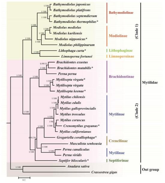 미토콘드리아 게놈의 12 PCGs 및 2 rRNA 유전자 염기서열을 이용한 홍합과(Mytilidae)를 구성하는 아과(subfamily) 준위 분류군의 maximum likelihood tree/Bayesian inference tree(branch supporting values: Bayesian posterior probability, BPP/BP, Bootstrap values)