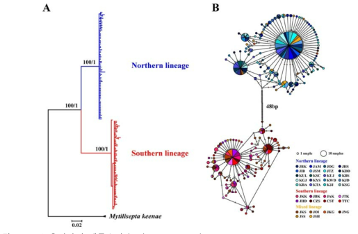 cox1 유전자의 계통수와 haplotype network