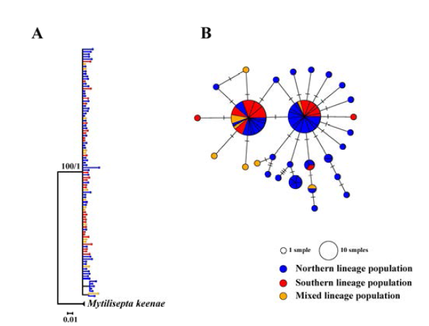 ITS1 유전자의 계통수와 haplotype network