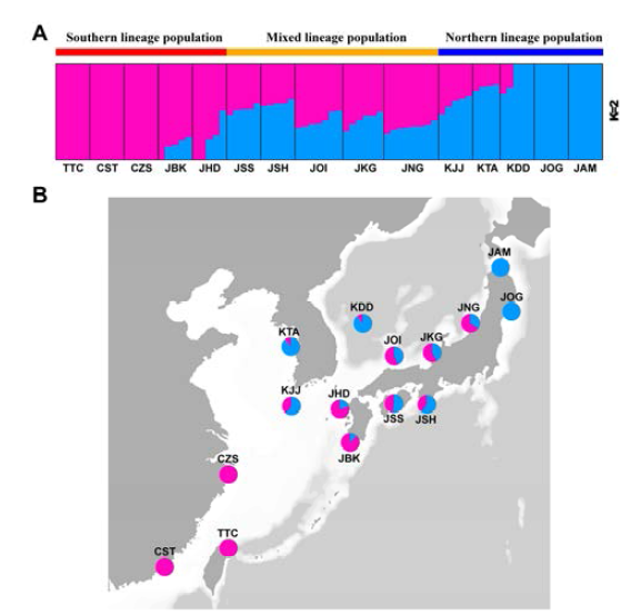 SNP dataset을 이용한 굵은줄격판담치(M. virgata)의 집단 유전적 구조 분석(A: STRUCTURE 분석 결과, B: 지역별 유전적 구조)