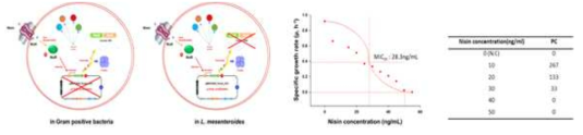 그람양성균 및 류코노스톡 메센테로이드스에서의 엔지니어링 기작 및 나이신 IC50, 유도발현 데이터