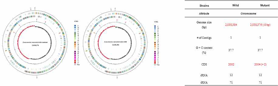 류코노스톡 메센테로이드스 모균주 ATCC 8293 및 LMA-100A의 유전체 분석 및 비교