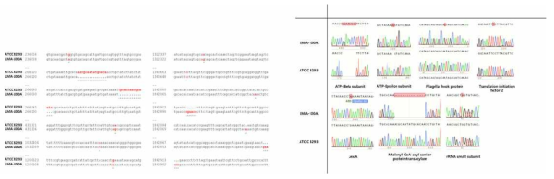 NGS를 통한 모균주와 LMA-100A 균주의 유전자 변화 비교(좌) 및 실제 Sanger 시퀀싱을 통한 검증(우)