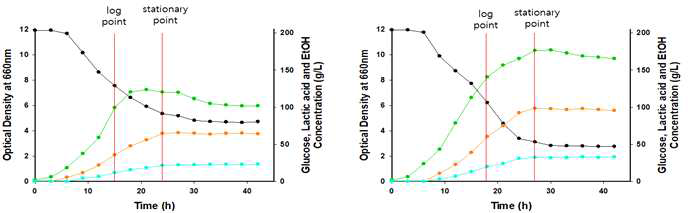전사체 분석을 위한 발효조 배양 데이터 및 샘플 확보 시점, 모균주 (좌) 및 적응진화 균주 LMA-100A(우)