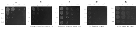 고산성 충격을 통한 세포 생존력 검출. 유전자 미발현 대조군 (A), 야생형 Malonyl-coA transacylase 유전자 (B), 적응진화 Malonyl-coA transacylase 유전자 (C), 야생형 LexA 유전자 (D), 적응진화 LexA 유전자 (E)