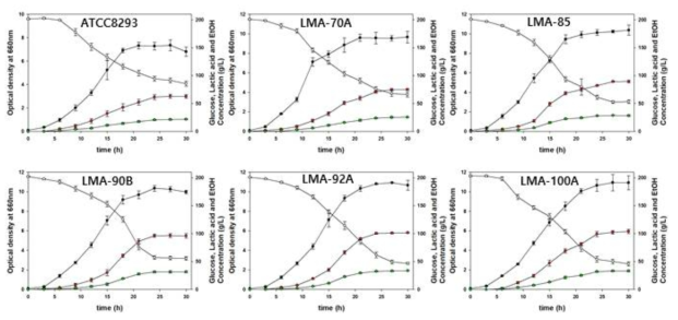 회분식 발효를 통한 류코노스톡 메센테로이드스 모균주 ATCC 8293 및 적응진화 균주의 젖산/에탄올 생성능 확인