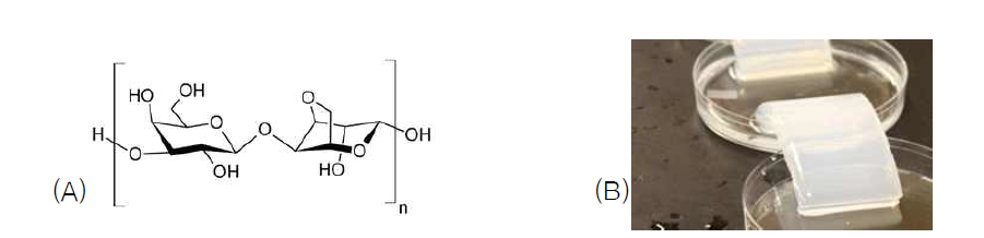 (A) 아가로즈의 분자구조와 (B) 8.3 wt% 아가로즈의 사진