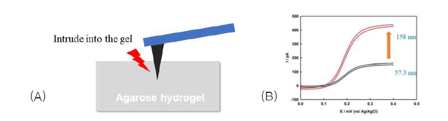 (A) 아가로즈젤과 전도성 probe의 contact mode모식도와 (B) set-point에 따른 ferrocenemethanol의 CV. 숫자는 디스크 UME를 가정했을 때 지름