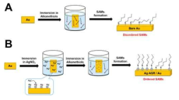 (A) 금 기판위의 자기조립단분자막 형성과 (B) Ag AGR로 수식된 금기판에서의 형성 모식도