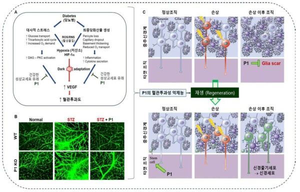 중추신경계의 혈관-신경에 미치는 P1의 치료적 역할 연구. 혈관투과도 억제(A-B) 및 재생 (C-D). 특히, WT과 P1 KO 마우스에서 당뇨병성 망막증 유도 후 혈관투과도가 P1에 의해 감소함