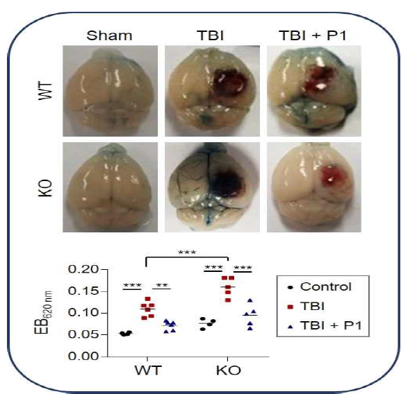 외상성 뇌손상 모델에서 P1의 효능