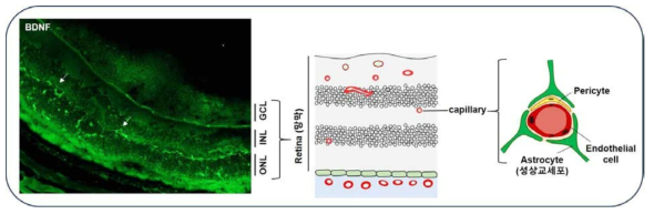 혈관-신경재생 및 희소돌기아교세포 재생에 관련된 BDNF 발현을 망막조직에서 확인함. 또한, BDNF는 시냅스 형성 및 축삭 형성에 중요한 역할을 담당. 손상된 중추신경계의 재생에 중요