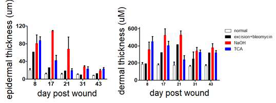 마우스 흉터모델에서 epidermis, dermis의 변화