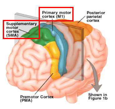 운동기능 관련 대뇌피질영역