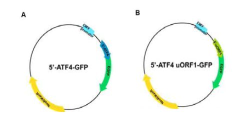 5’-ATF4-GFP 및 5’-ATF4 uORF1-GFP 벡터의 모식도