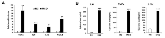 (A) RD와 MCD를 8주 동안 먹인 마우스 간조직에서 real-time PCR을 통한 염증성 사이토카인 (inflammatory cytokine) 유전자들의 발현 변화 관찰 (B) RD와 MCD를 8주 동안 먹인 마우스 혈액 샘플들의 ELISA을 통하여 사이토카인 분비 변화 관찰