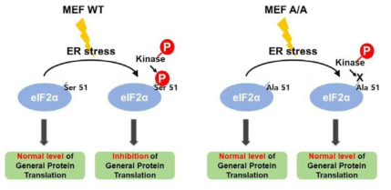 eIF2a WT과 eIF2a A/A MEF 세포주를 이용한 translation inhibition 모니터링 시스템의 원리