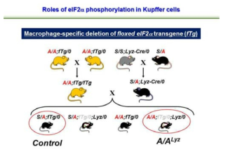 Macrophage specific eIF2α 인산화 결핍 마우스 제작 모식도