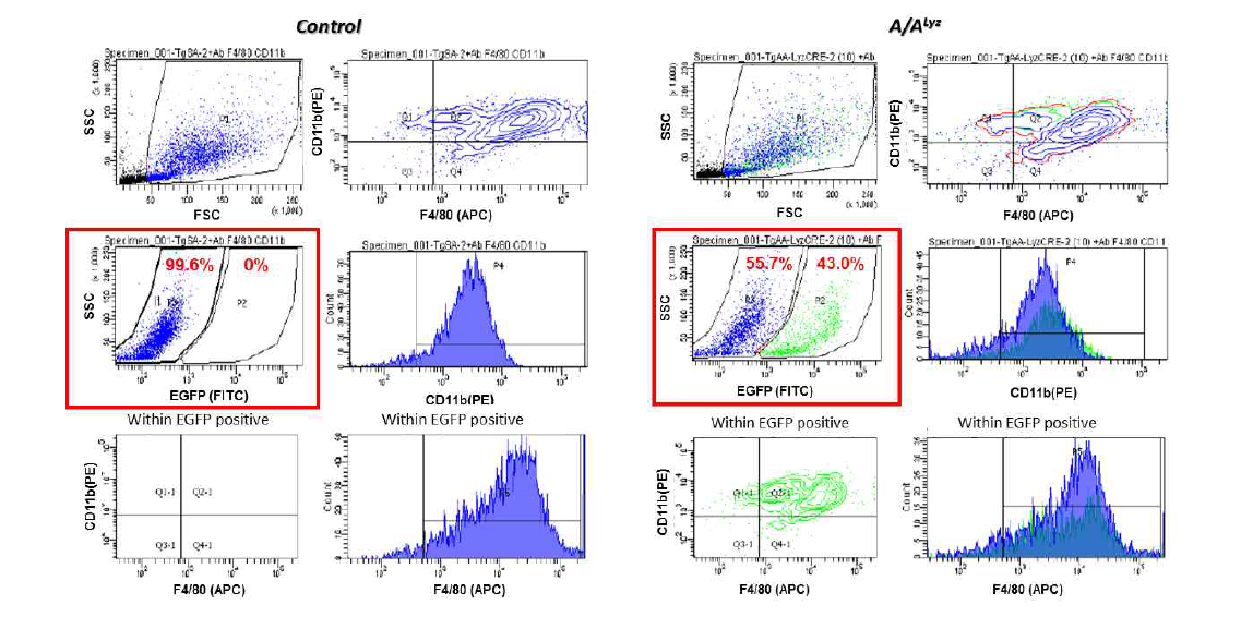 Flow cytometry를 활용하여 대조군과 A/ALyz 마우스로부터 순수 분리한 Kupffer 세포에서 마커단백질 CD11b와 F4/80 그리고 eIF2a transgene 제거 지시자인 EGFP 발현 정도 비교