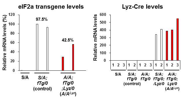 여러 대조군과 A/ALyz 마우스로부터 순수 분리된 간 대식세포의 eIF2a transgene과 Lyz-Cre recombinase mRNA 발현수준 비교