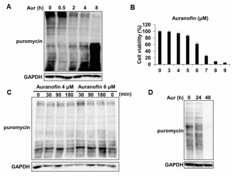 HepG2 세포주에서 auranofin 처리에 따른 단백질 합성의 변화