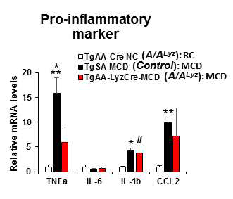 대조군과 A/ALyz 마우스에 정상 식이(RC)와 Methionine-Choline 결핍 식이(MCD)를 8주 동안 먹인 마우스의 간조직의 inflammatory cytokine 유전자 발현 정도 비교 분석