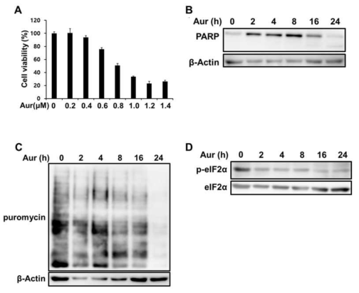 류마티스 관절염 세포주에서 auranofin 처리에 따른 단백질 합성의 변화