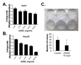 재조합 SORD 단백질 처리에 따른 세포 사멸(A-B) 및 세포 증식 변화(C)