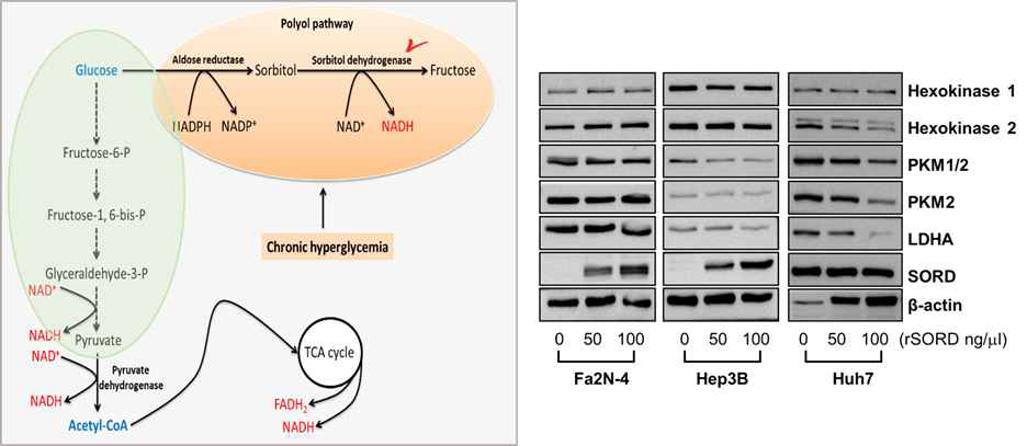 재조합 SORD 처리에 따른 glycolysis 관련 단백질 발현 변화