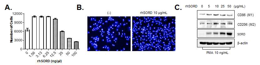 재조합 SORD 처리에 따른 monocyte의 성장(A-B) 및 M1 macrophage 분화(C) 변화