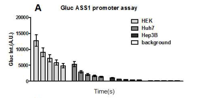 다양한 세포주에서의 Gluc ASS1 promoter assay 테스트