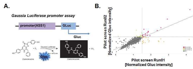 ASS1 promoter assay (A) 전략 및 ASS1 발현을 조절할 수 있는 약물 스크리닝(B)