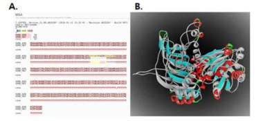레퍼런스 SORD 단백질 염기서열 (NM_003104)과 한국인 SORD (Korean Clone ID: KU001957) 단백질의 CDS 염기서열의 비교 분석 결과 (insertion: 노랑색) (A). 레퍼런스 SORD 단백질의 3차 구조 (회색 리본 구조)와 한국인 SORD 단백질의 3차 구조 (이차 구조 리본) 비교. Insertion된 염기들은 ball-and stick 구조로 표시(B)