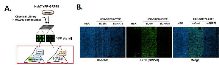 GRP78발현 억제제 개발 약물 스크리닝 플랫폼(A), GRP78 siRNA를 이용한 stable cell line 검증 (B)