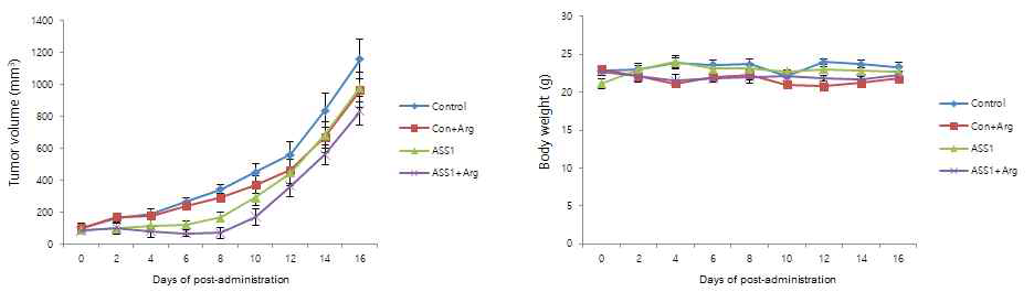 ASS1 발현변화 세포주에 아르기닌을 주입 후 종양의 크기(A) 및 무게(B) 변화