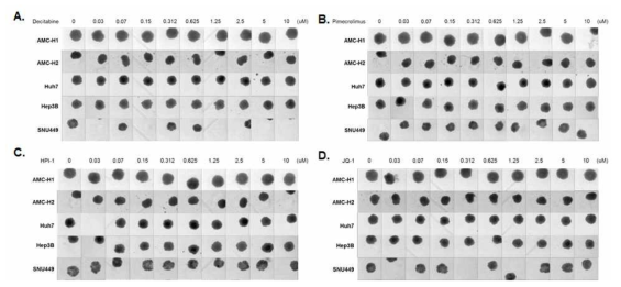 ASS1 발현 증가 스크리닝 플랫폼을 이용하여 발굴한 약물 (A.Decitabine, B.imecrolimus, C.HPI-1, D. JQ-1)에 의한 간암세포주의 구상체 크기 비교