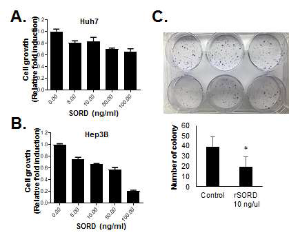 재조합 SORD 단백질 처리에 따른 세포 사멸(A-B) 및 세포 증식 변화(C)