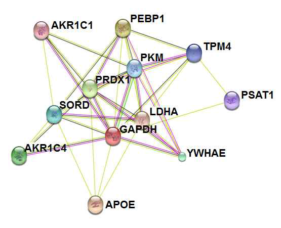 SORD 단백질과 glycolysis 관련 단백질들과의 연관성