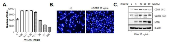 재조합 SORD 처리에 따른 monocyte의 성장(A-B) 및 M1 macrophage 분화(C) 변화