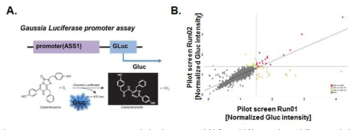 ASS1 promoter assay (A) 전략 및 ASS1 발현을 조절할 수 있는 약물 스크리닝(B)